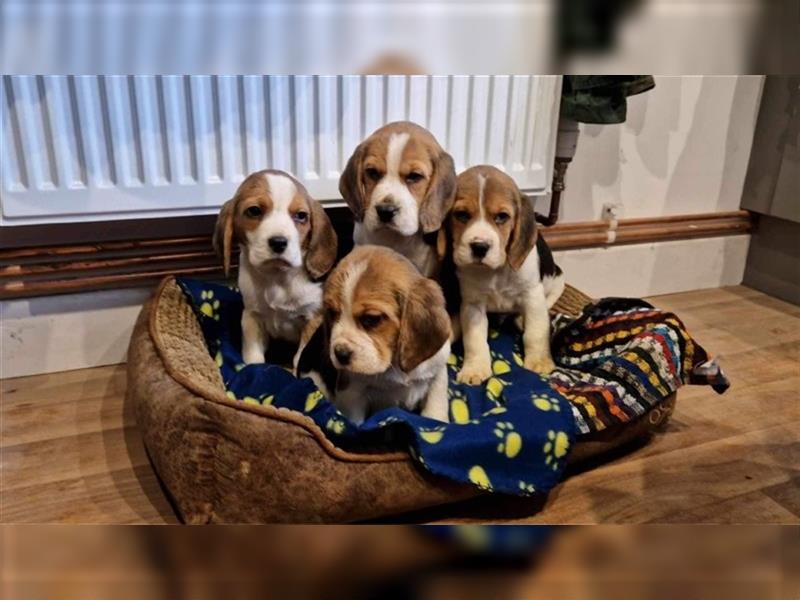 Beagle welpen