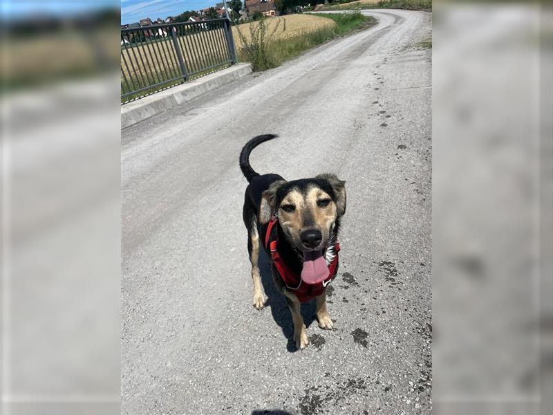 Polly  in der Nähe von Karlsruhe zu besuchen