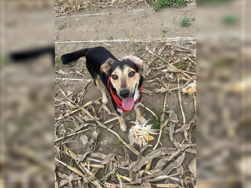 Polly  in der Nähe von Karlsruhe zu besuchen