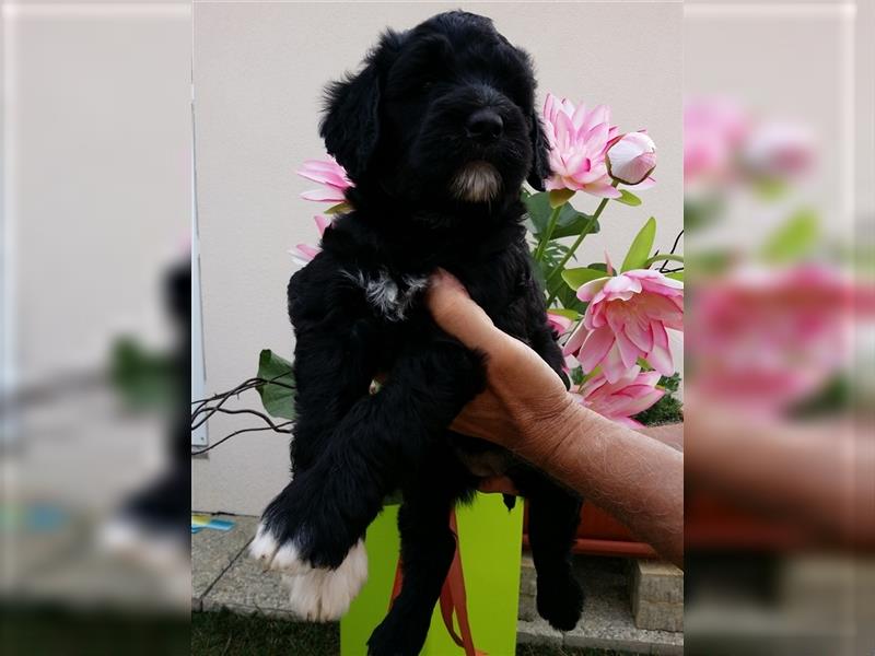 RARITÄT!! - FCI Portugiesischer Wasserhund Welpen allergiefreundlich, nicht haarend