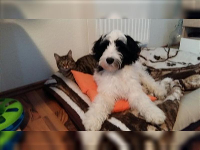 RARITÄT!! - FCI Portugiesischer Wasserhund Welpen allergiefreundlich, nicht haarend