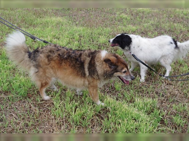 Kiba & Joey freundliche Mixhunde die gerne zusammen bleiben würden