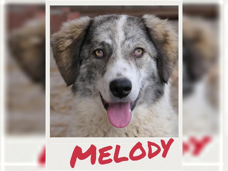 Melody - junger Herdenschutzhund-Mix