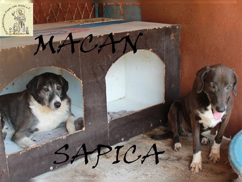 Bewegende Geschichte von Sapica und Macan
