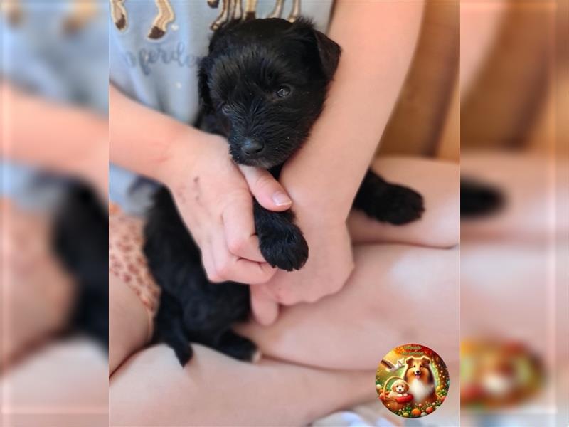 SHELTIDOODLE Hündin mit Papieren mit Handicap