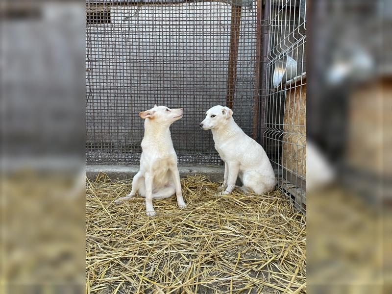 Aufgeschlossene Biba - Mischling, Junghund, 2.5 Jahre, aufgeschlossene und liebe Hündin, Tierschutz