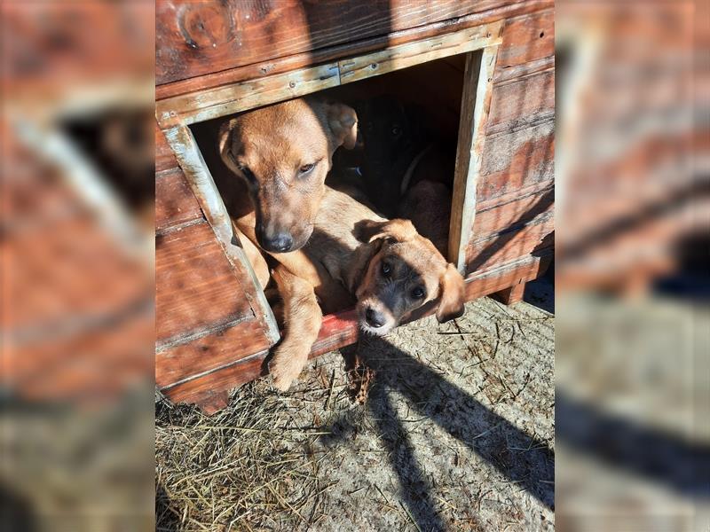 Henry, Junghund aus Rumänien sucht Pflegestelle oder Zuhause