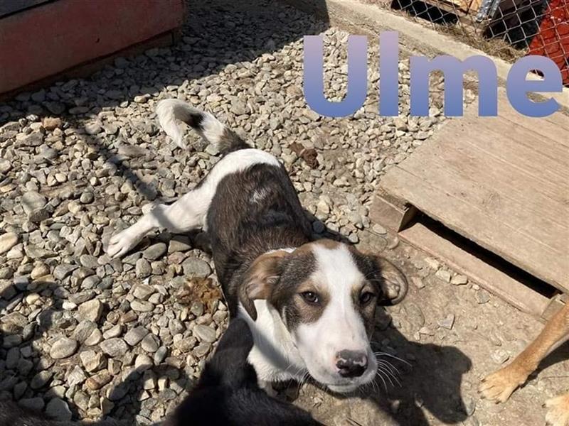 Ulme, Junghund im Tierheim Kelkheim sucht Pflegestelle oder Zuhause