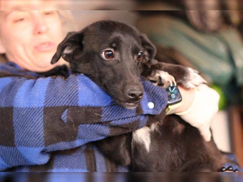 Rana - Mischling, Junghund, 2 Jahre, liebe und aktive Hündin, Tierschutz