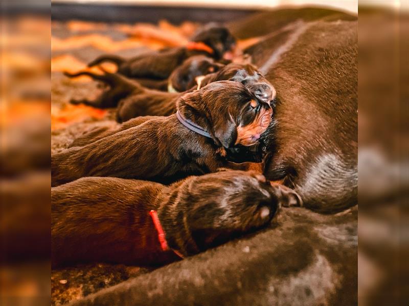 Black and Tan Coonhound-Welpen!