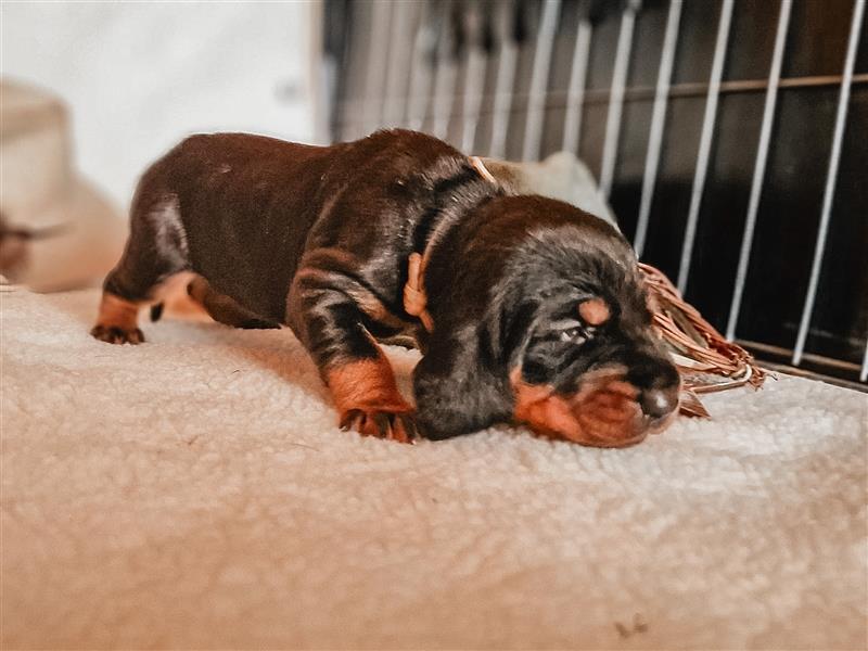 Black and Tan Coonhound-Welpen!