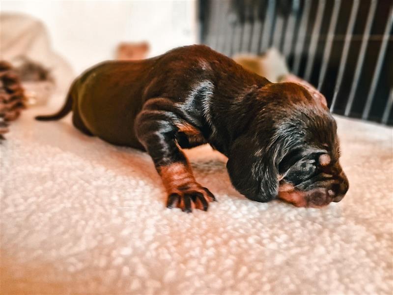 Black and Tan Coonhound-Welpen!