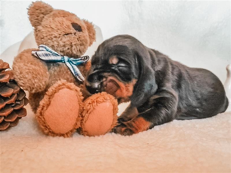 Black and Tan Coonhound-Welpen!