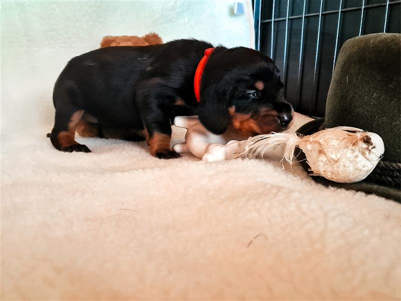 Black and Tan Coonhound-Welpen!