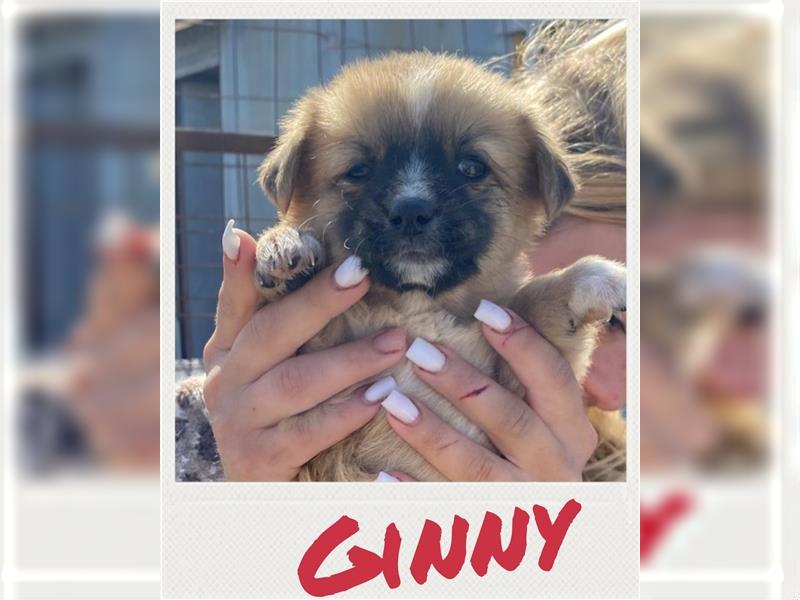 Ginny - Welpe sucht Familie