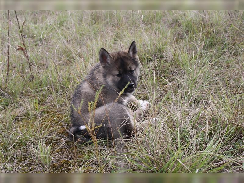 Nord - Hybrid Welpe (Eurasier - A. Malamute) Hündin, Name: Ajuma