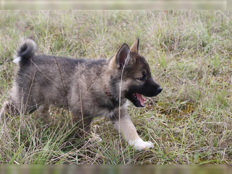 Nord - Hybrid Welpe (Eurasier - A. Malamute) Hündin, Name: Ajuma