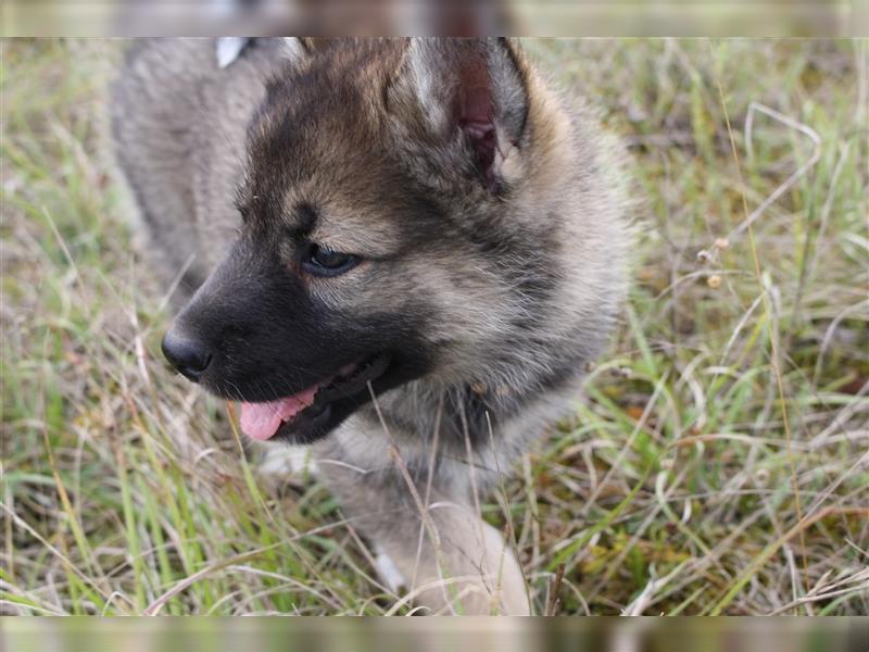 Nord - Hybrid Welpe (Eurasier - A. Malamute) Hündin, Name: Ajuma