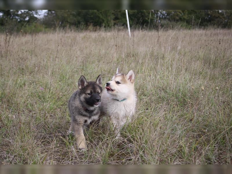 Nord - Hybrid Welpe (Eurasier - A. Malamute) Hündin, Name: Ajuma