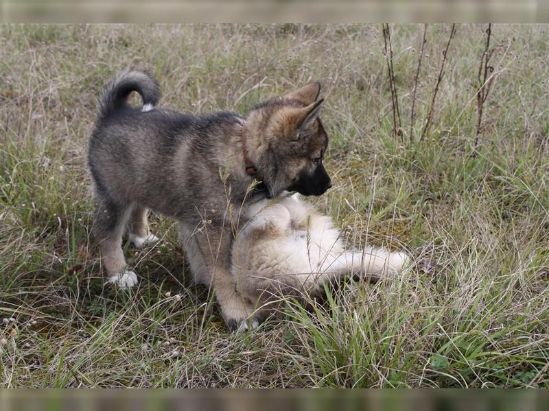 Nord - Hybrid Welpe (Eurasier - A. Malamute) Hündin, Name: Ajuma