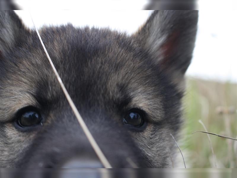 Nord - Hybrid Welpe (Eurasier - A. Malamute) Hündin, Name: Ajuma