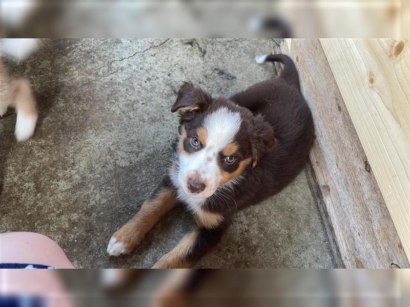 Miniature Australian Shepherd /Australian Shepherd