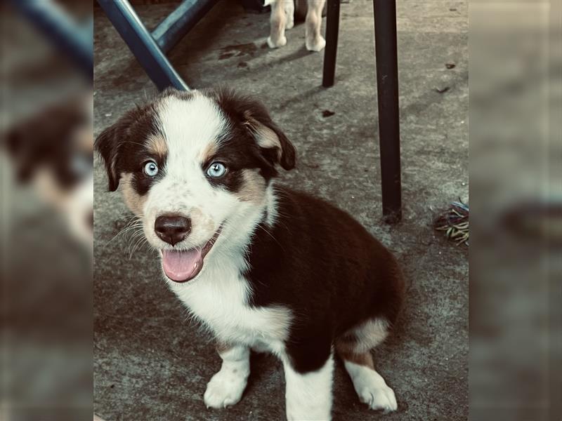 Miniature Australian Shepherd /Australian Shepherd