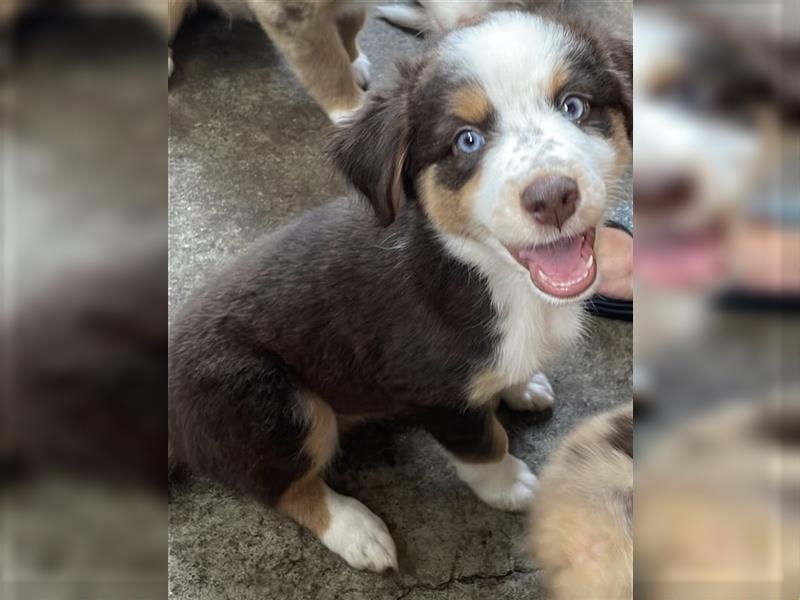 Miniature Australian Shepherd /Australian Shepherd