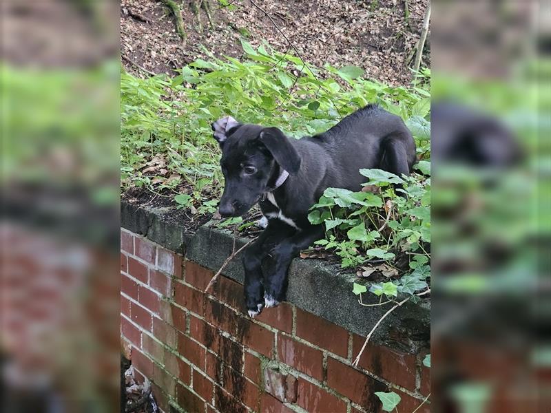 Hündin Border Collie Mix