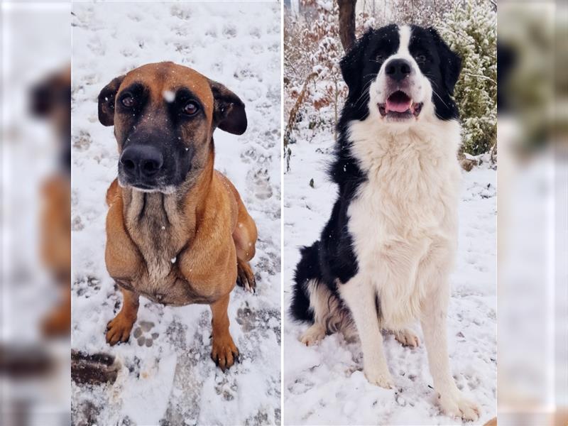 Hündin Border Collie Mix