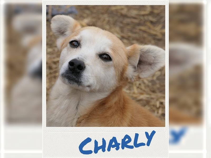 Charly - ruhiger, menschenbezogener Hund