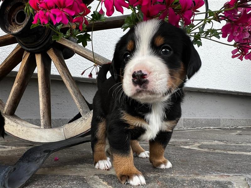 Swissydog Sennenhund Welpen