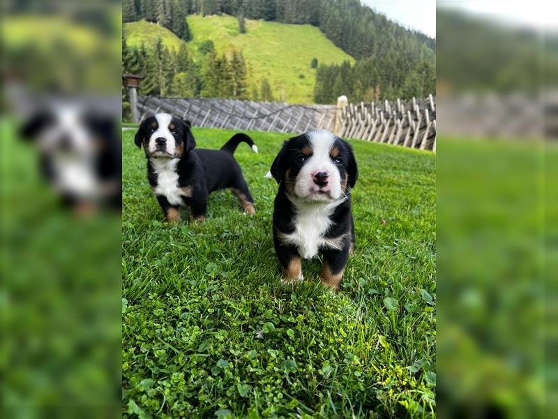 Swissydog Sennenhund Welpen