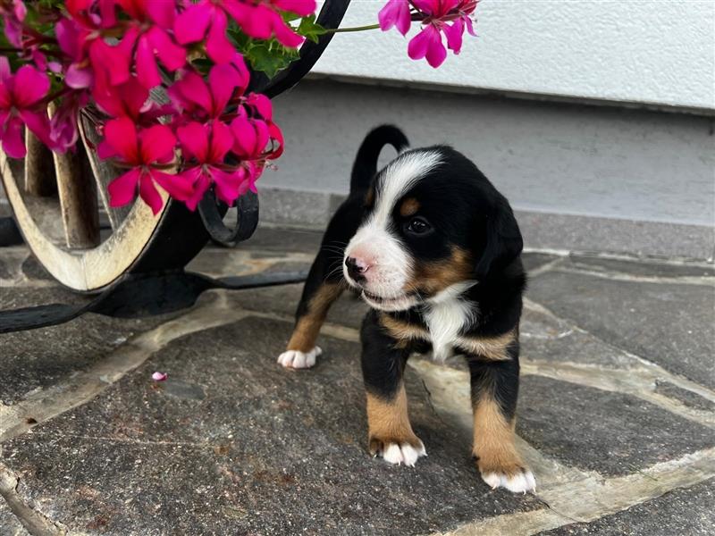 Swissydog Sennenhund Welpen