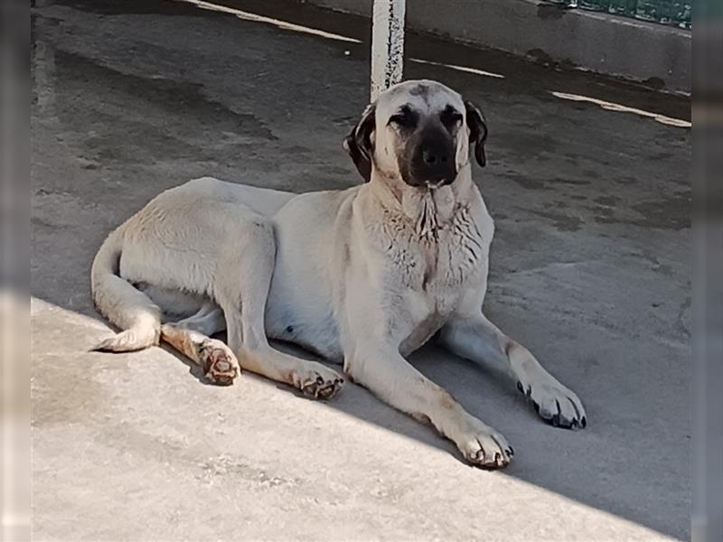 Helena große Kangal Mischlingshündin Mischling Hündin sucht Zuhause oder Pflegestelle