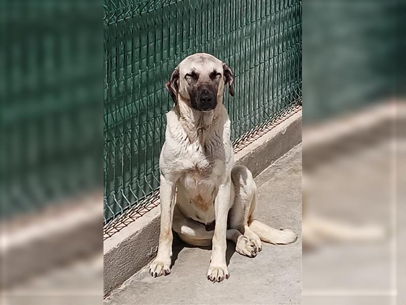 Helena große Kangal Mischlingshündin Mischling Hündin sucht Zuhause oder Pflegestelle