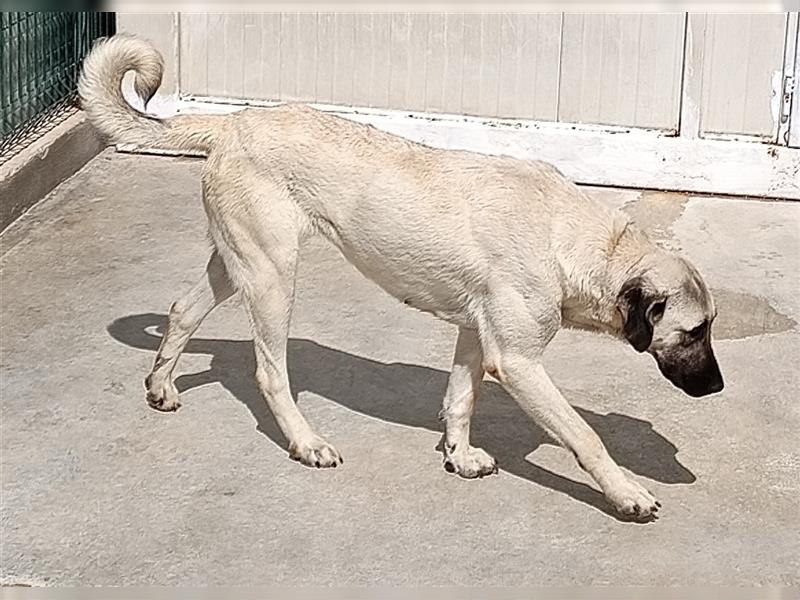 Helena große Kangal Mischlingshündin Mischling Hündin sucht Zuhause oder Pflegestelle