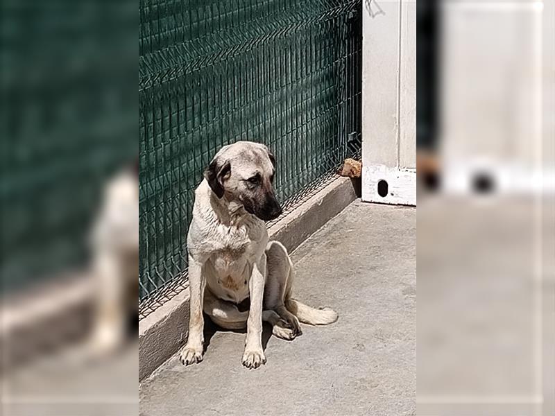 Helena große Kangal Mischlingshündin Mischling Hündin sucht Zuhause oder Pflegestelle