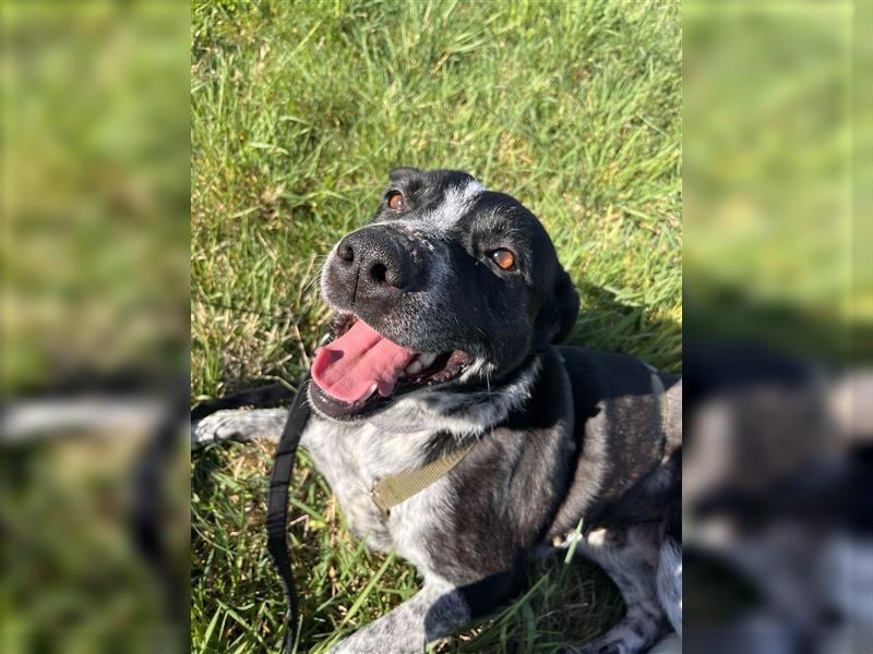 Bina Labrador Pointer Mischlingshund Mischling Hündin sucht Zuhause für immer