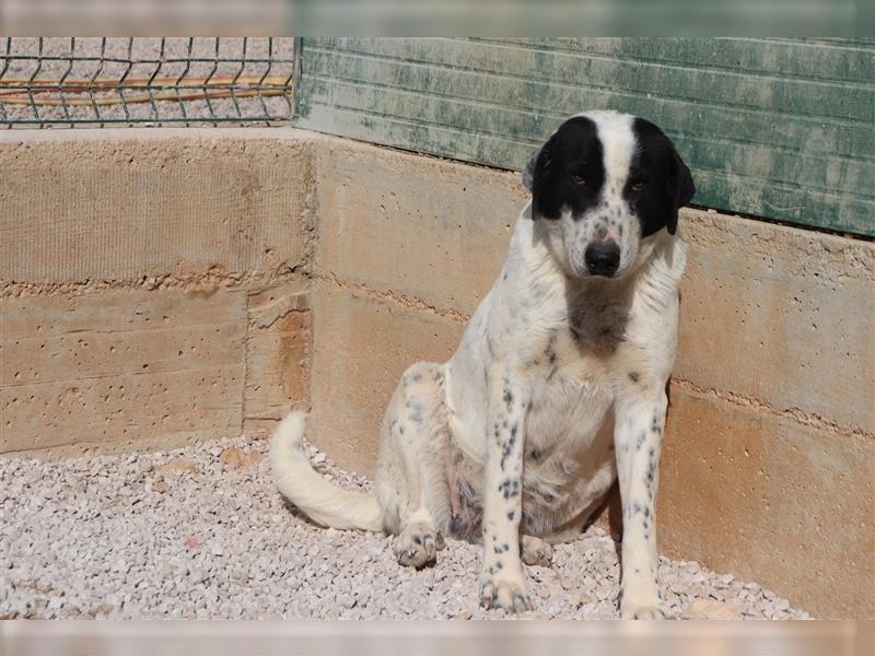 Tabita Pointer Mischlingshündin Mischling Hündin sucht Zuhause oder Pflegestelle