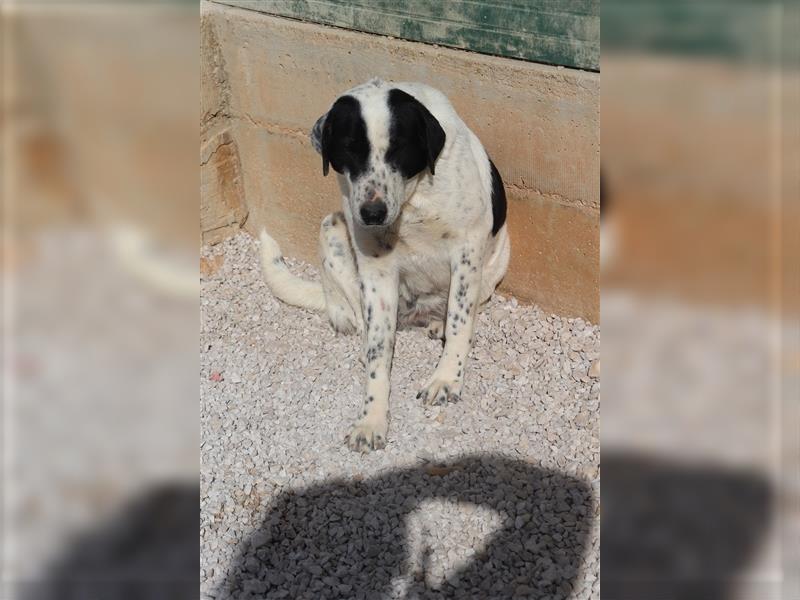 Tabita Pointer Mischlingshündin Mischling Hündin sucht Zuhause oder Pflegestelle