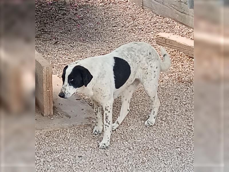 Tabita Pointer Mischlingshündin Mischling Hündin sucht Zuhause oder Pflegestelle