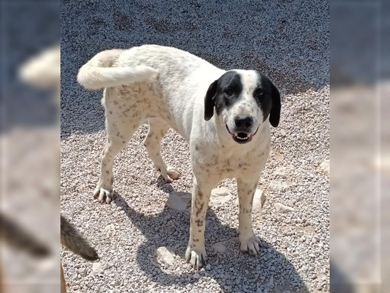 Tabita Pointer Mischlingshündin Mischling Hündin sucht Zuhause oder Pflegestelle