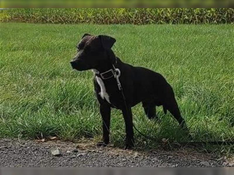 Patterdale Terrier WELPEN