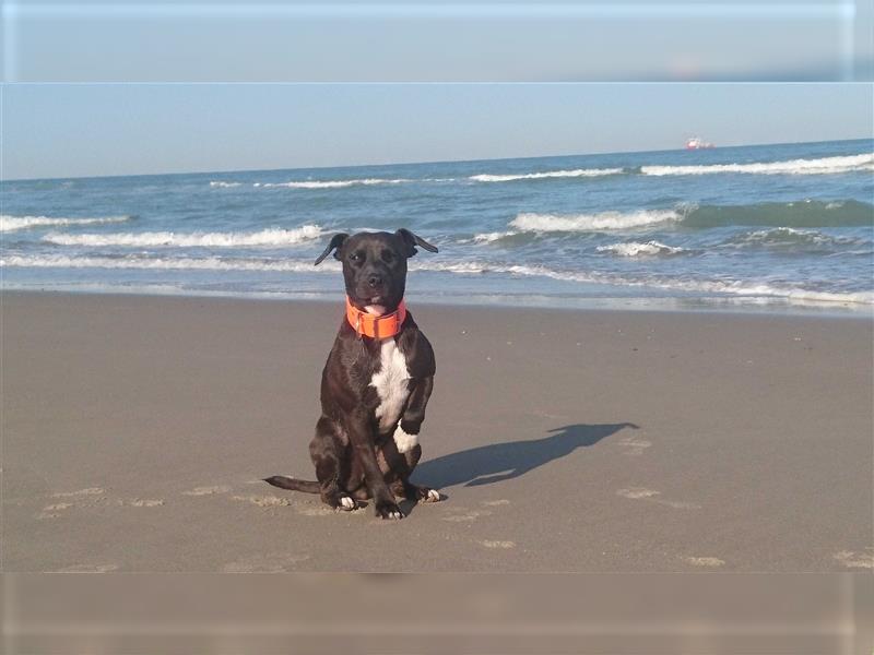 Patterdale Terrier