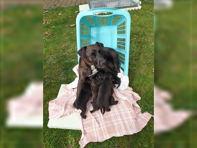 Patterdale Terrier