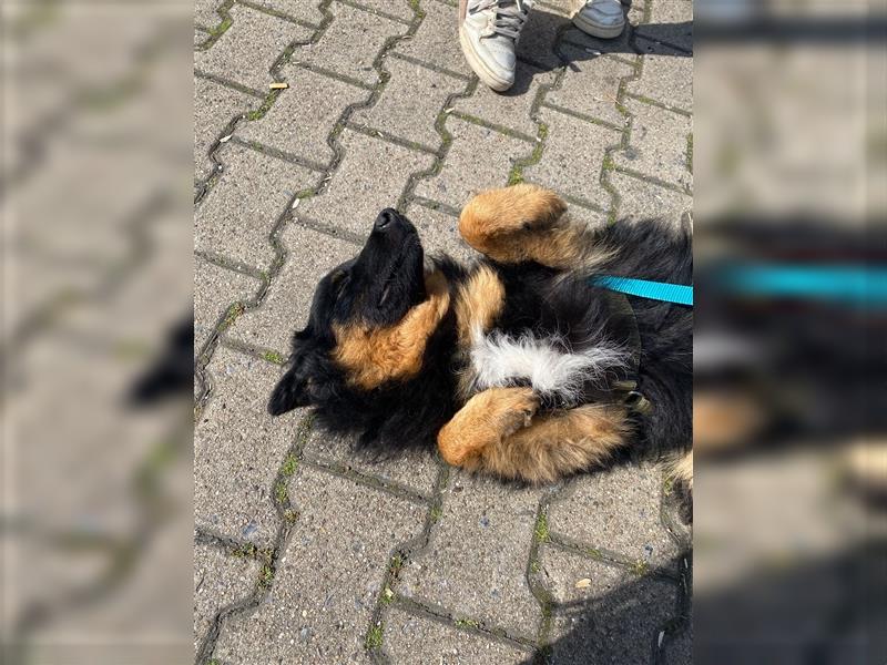 Cyndi junger kroatischer Schäferhund Mischling Hündin Junghund sucht Zuhause für immer