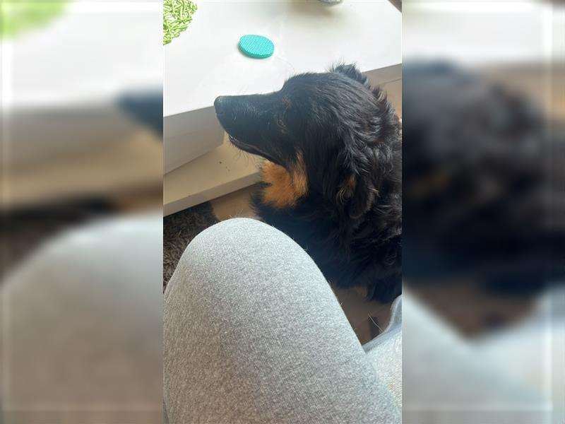 Cyndi junger kroatischer Schäferhund Mischling Hündin Junghund sucht Zuhause für immer