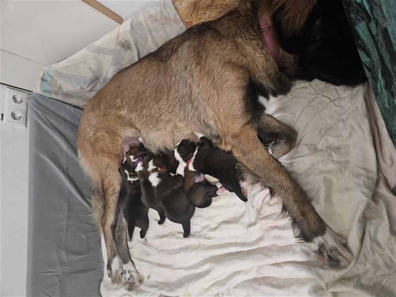 Leonberger - Schweizersennenhund mix