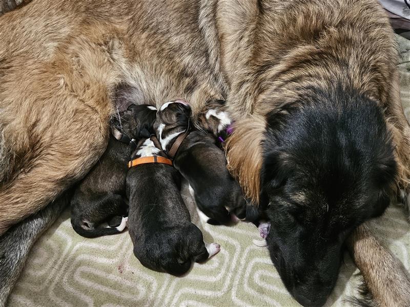 Welpen Leonberger - Schweizer Sennenhund Mix